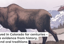 Moose may have been in Colorado longer than previously thought. Illustration courtesy of Ettore Mazza, CC BY-ND